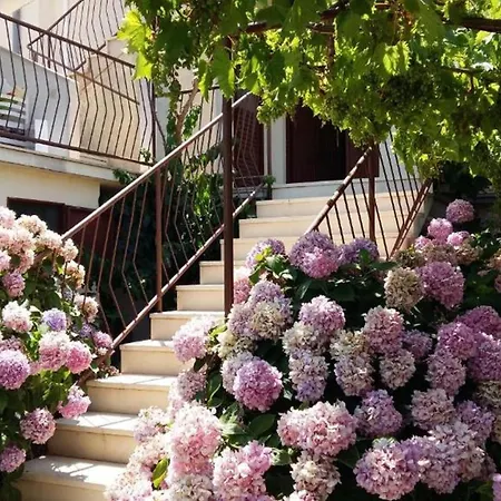 Rosa * Supetar