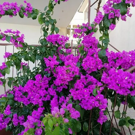 Apartment Rosa